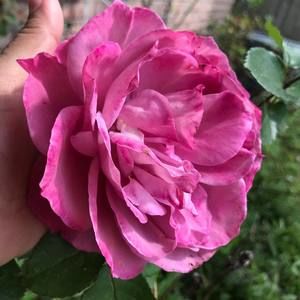 Meet your Posher, Lucy